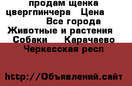 продам щенка цвергпинчера › Цена ­ 15 000 - Все города Животные и растения » Собаки   . Карачаево-Черкесская респ.